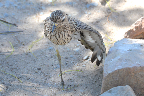 World of Birds Wildlife Sanctuary.